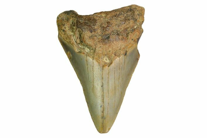 Bargain, Megalodon Tooth - North Carolina #152840